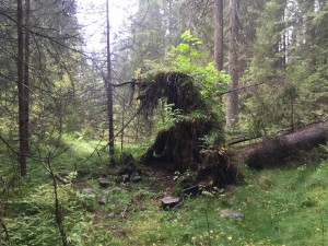 Her er ett bilde av ett "Troll" som ble funnet på en tur i Nordmarka